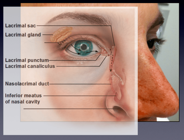 The lacrimal ducts drain at the medial canthus in to the nasolacrimal duct, which drains in to the nose.