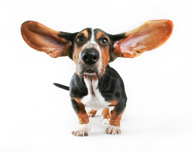 a basset hound with his ears flying away